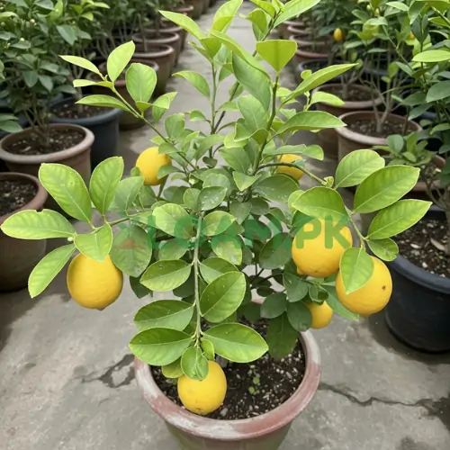 Buy Seedless Lemon Plant online in Pakistan. Buy Seedless Lemon Plant online in Pakistan.