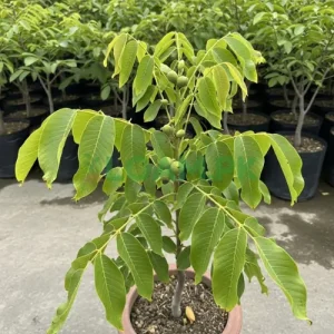 Buy Walnut Akhrot Tree Buy Walnut (Akhrot) Tree