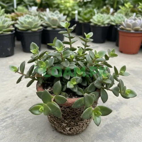 Callisia Navicularis Callisia Navicularis
