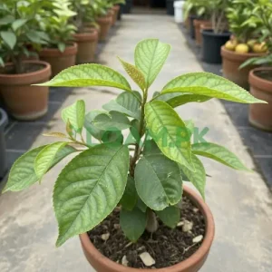 Cherry Plant Cherry Plant