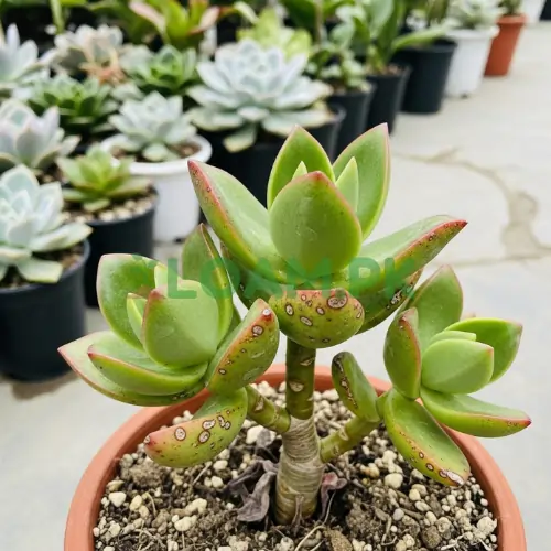 Crassula Springtime Plant Crassula Springtime Plant