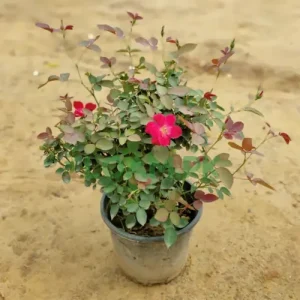 Desi Gulab Plants Desi Gulab Plants