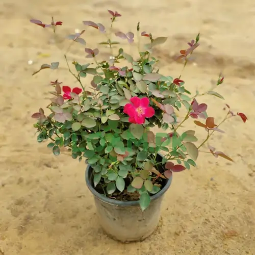 Desi Gulab Plants Desi Gulab Plants