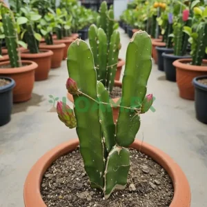 Dragon Fruit Plant Dragon Fruit Plant