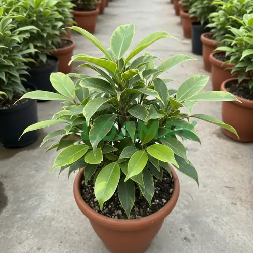 Ficus Startlight (2) Ficus Startlight