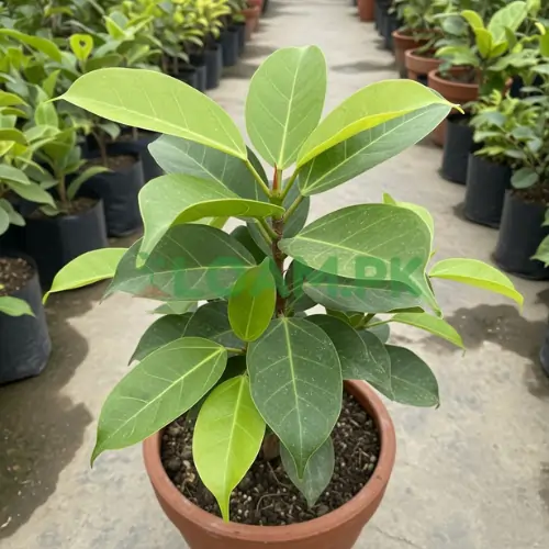 Ficus Virens