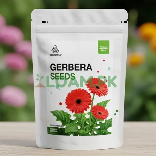 Gerbera Seeds Gerbera Seeds