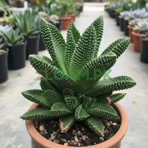 HAWORTHIOPSIS LIMIFOLIA Cactus HAWORTHIOPSIS LIMIFOLIA | FAIRIES WASHBOARD | HAWORTHIA