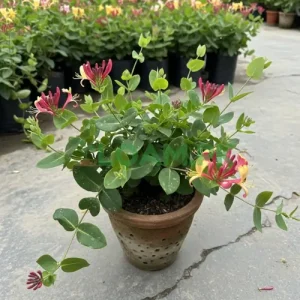 HONEY SUCKLE Plant