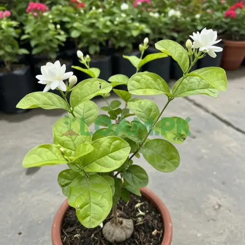JASMINE CHAMBELI چمبیلی JASMINE CHAMBELI چمبیلی