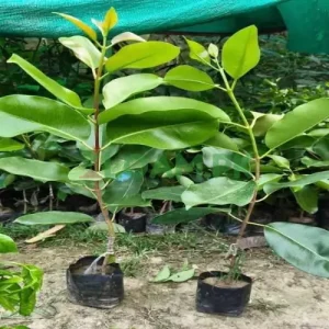 Jamun Tree Jamun Tree