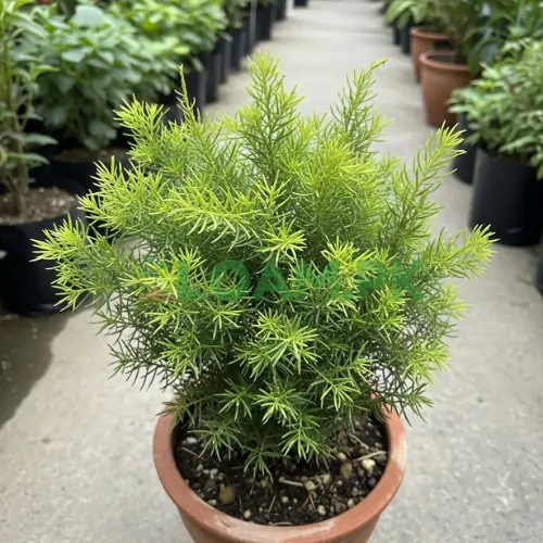 KOCHIA ASPARAGUS SUMMER PLANT KOCHIA ASPARAGUS SUMMER PLANT