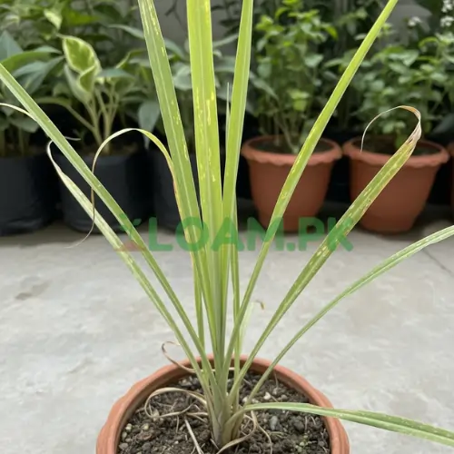 Lemongrass Plant Lemongrass Plant