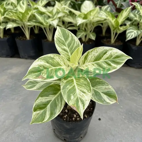 Marble Chandni Plant Marble Chandni Plant