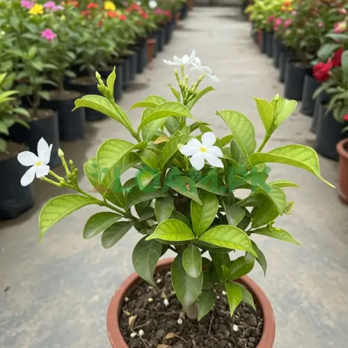 Mogra (Motia) Plant Mogra (Motia) Plant