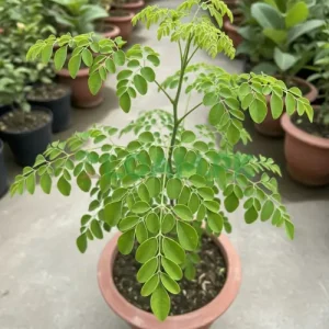 Moringa Tree for Nutritious Moringa Tree for Nutritious