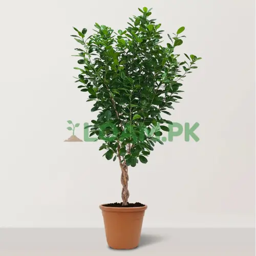 Panda Ficus Ficus retusa Panda Ficus Ficus retusa