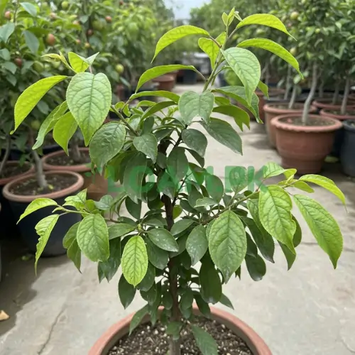 Plum Tree Plant Plum Tree Plant