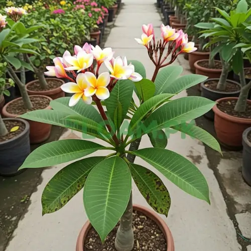 Plumeria Plumeria