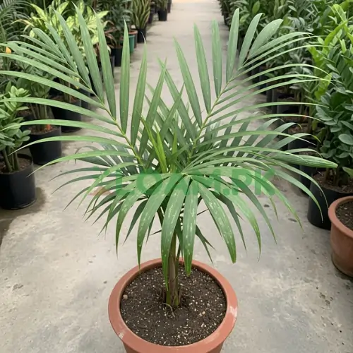 RAVINIA PALM
