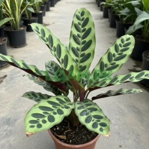 Rattle Snake Calathea