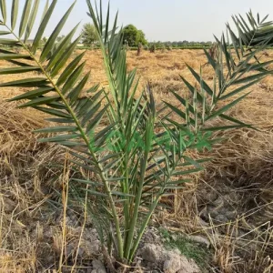 SINDH DATE TREES SINDH DATE TREES
