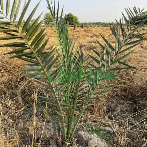 SINDH DATE TREES SINDH DATE TREES