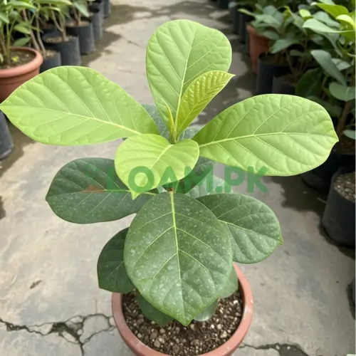 Sagwan Plant Teak Plant Sagwan Plant Teak Plant