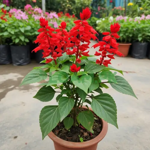 Salvia Splendens Plant Salvia Splendens Plant