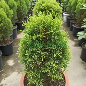 Saru Cyprus Thuja Tree Saru (Cyprus Thuja) Tree