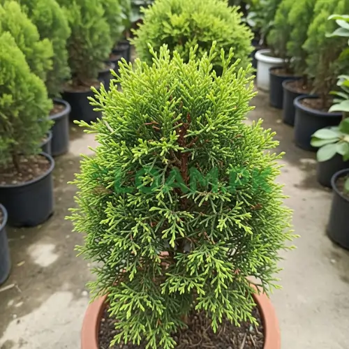Saru (Cyprus Thuja) Tree Saru (Cyprus Thuja) Tree