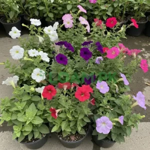 Silver Bush petunia Silver Bush petunia