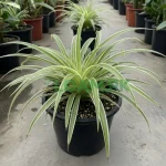Spider Plant Ribbon Grass Buy Online Pakistan