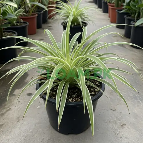 Spider Plant Ribbon Grass Buy Online Pakistan Spider Plant Ribbon Grass Buy Online Pakistan