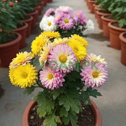CHRYSANTHEMUM | GUL-E-DAUDI CHRYSANTHEMUM | GUL-E-DAUDI