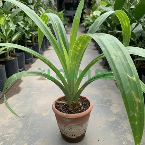 Buy Pandanus Plant online in Pakistan. Hardy, low-maintenance tropical plant with striking foliage. Perfect for home, garden & patio. Free delivery at Loam.pk. Buy Pandanus Plant online in Pakistan. Hardy, low-maintenance tropical plant with striking foliage. Perfect for home, garden & patio. Free delivery at Loam.pk.