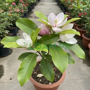 Untitled design 27 Magnolia Plant
