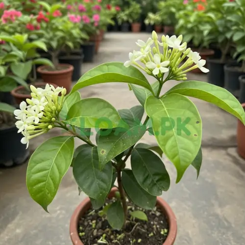Cestrum Diurnum Plant Cestrum Diurnum Plant